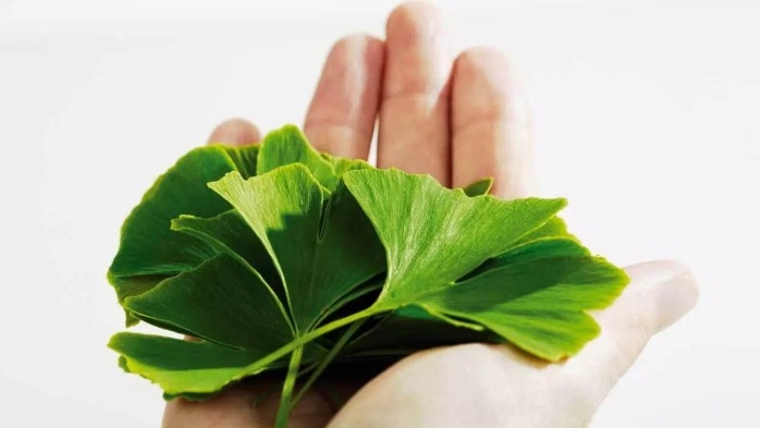 Tác dụng của Ginkgo đến hoạt động của não bộ