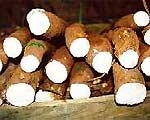Phòng chống ngộ độc sắn