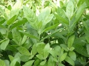 Cúc tần chữa bệnh gì?