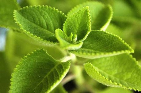 Những bài thuốc dân gian trị ho hiệu quả mẹ nào cũng cần biết