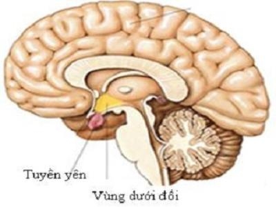 Những điều không thể bỏ qua về U tuyến Yên