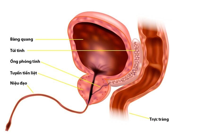 Tuyến tiền liệt và vai trò với sinh lý nam