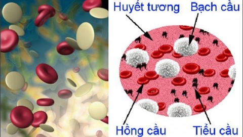 Thuốc mới trị giảm tiểu cầu ở bệnh gan mãn tính