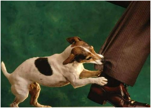 Bị chó con cắn có phải tiêm chích ngừa dại không?