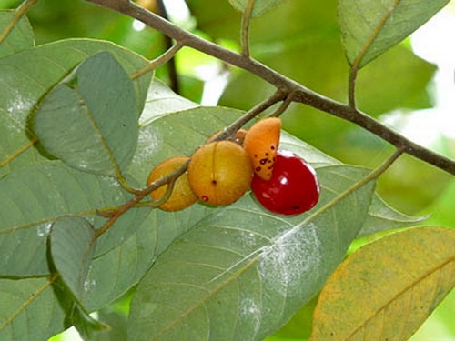 Hai cây thuốc mang tên chó