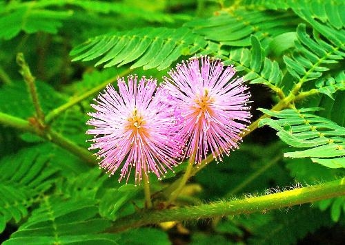 Cây xấu hổ trị bệnh xương khớp