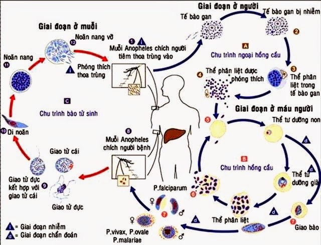 Những thắc mắc thường gặp về sốt rét
