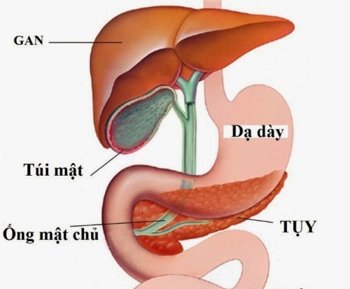 Khi nào cần cắt bỏ polyp túi mật?