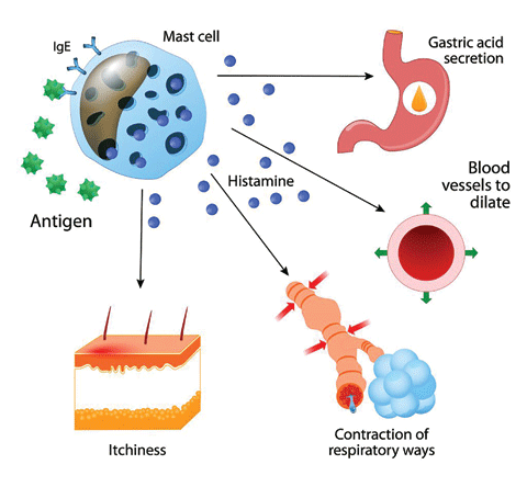 Thuốc kháng histamin có thể gây vô sinh ở nam giới
