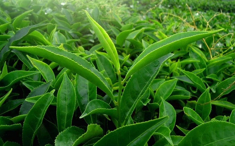 80% ung thư là do chưa biết cách làm sạch độc tố trong cơ thể