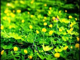 Về nơi có hoa vàng trên cỏ xanh