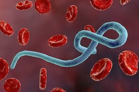 Cẩn trọng với sát thủ Ebola