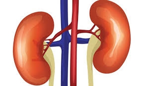 Giảm nguy cơ hình thành sỏi thận hình thành và phát triển nhờ thực phẩm