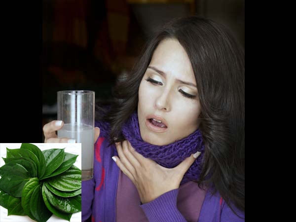 Loại lá kiếm đâu cũng có này không ngờ lại có tác dụng trị bệnh hiệu quả như vậy