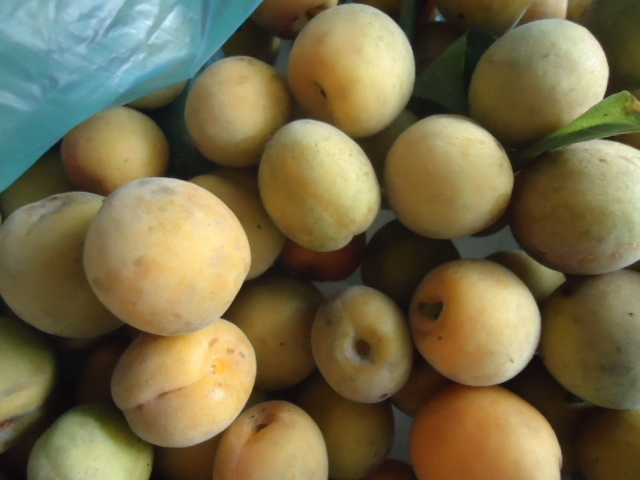 Mùa mơ đến rồi, hãy cùng mổ xẻ công dụng chữa bệnh của quả mơ