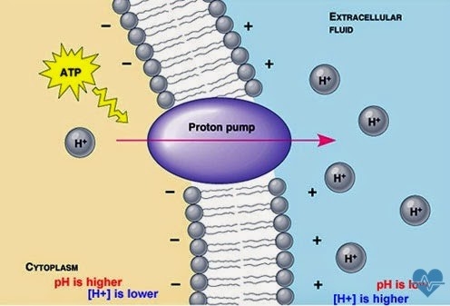 Các nguy cơ khi sử dụng nhóm thuốc ức chế bơm proton
