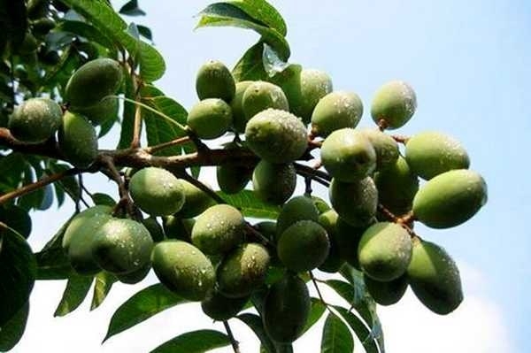 Quả trám đặc trị nhiều bệnh đường hô hấp