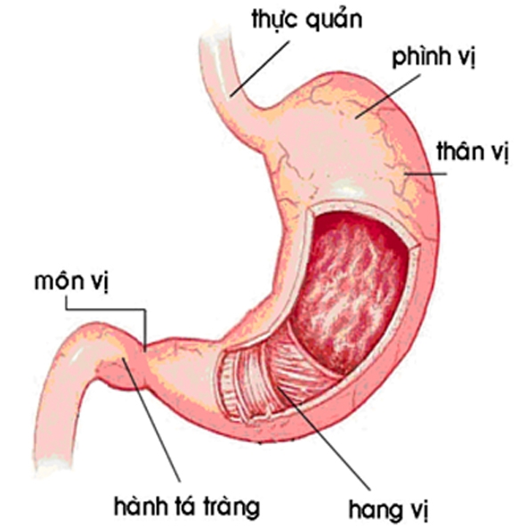 Làm gì để giảm mắc ung thư dạ dày?