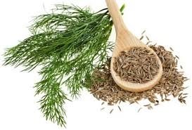 Tác dụng chữa bệnh tuyệt vời từ cây thì là