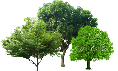 Mỗi cây một bệnh