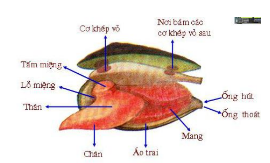 Thuốc quý từ món trai sông