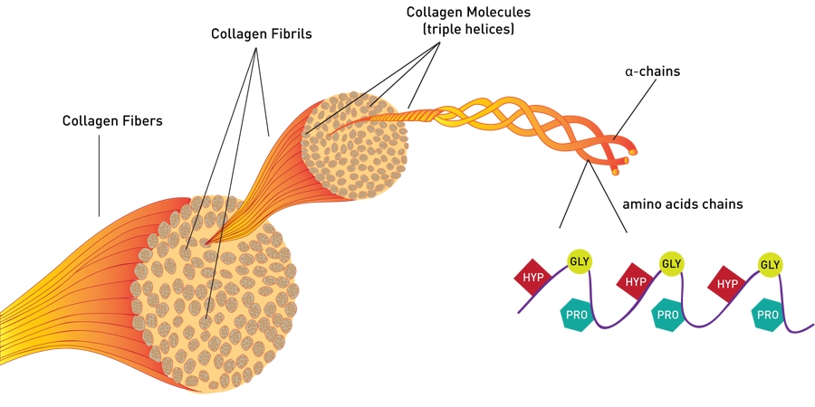 Uống collagen có giúp trẻ lâu?