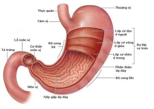 Bệnh thoái hóa niêm mạc dạ dày