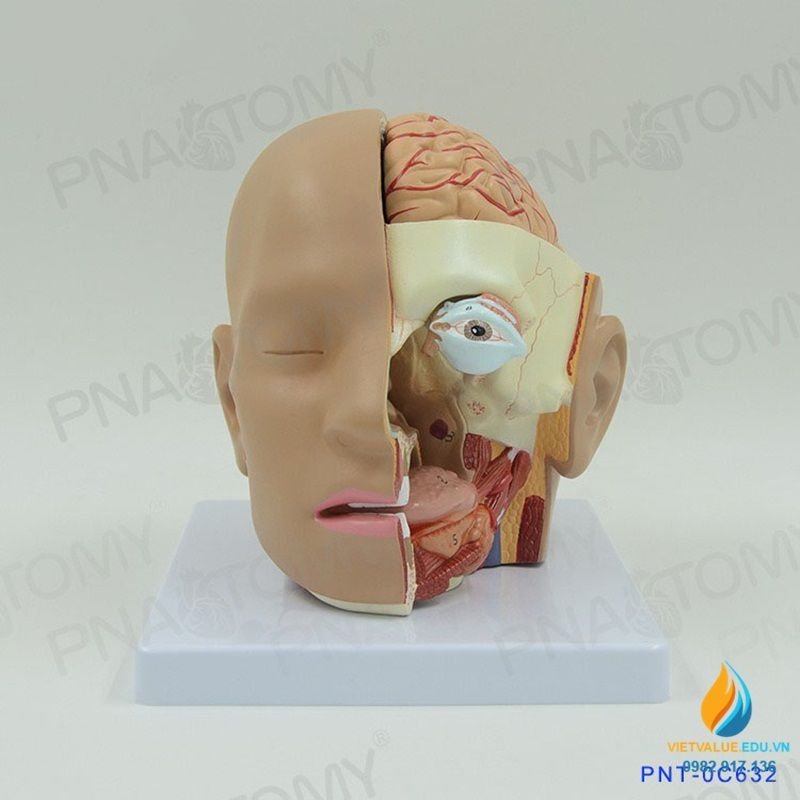 Mô Hình Hộp Sọ Người Tỷ Lệ Thật  Đầu Lâu Decor Halloween Giá Tốt   BBCosplaycom