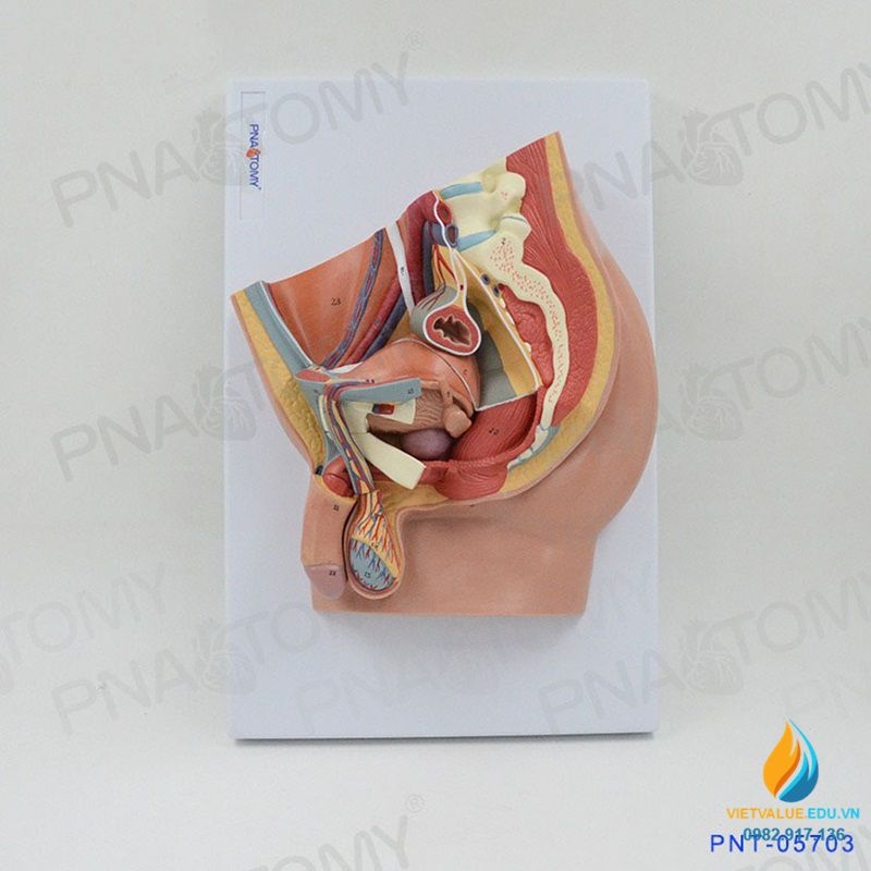 Mô hình bệnh lý hay gặp ở hệ sinh dục nam