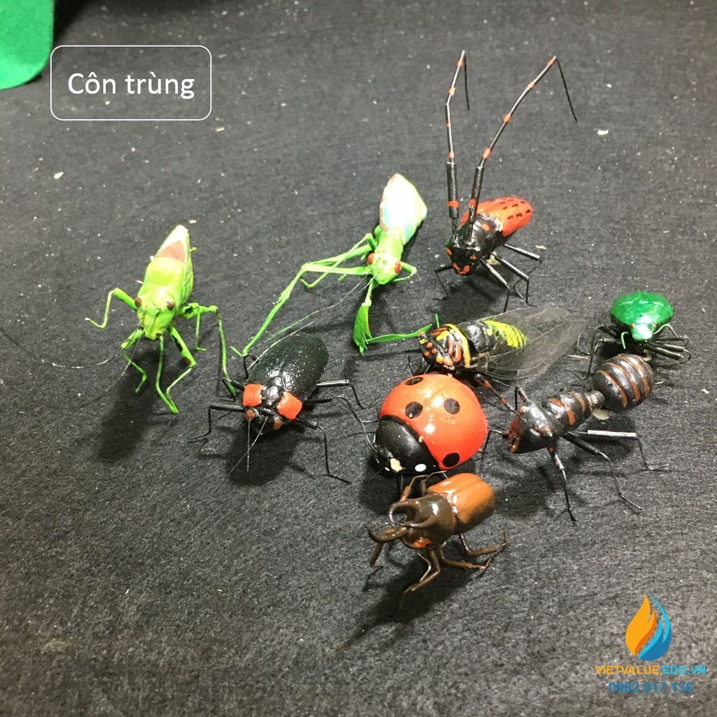 Bộ côn trùng quan sát vẽ tranh gồm 11 loại như kiến, cào cào, bọ ...