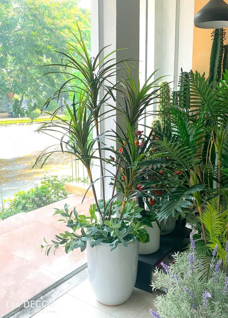 cay-gia-decor
