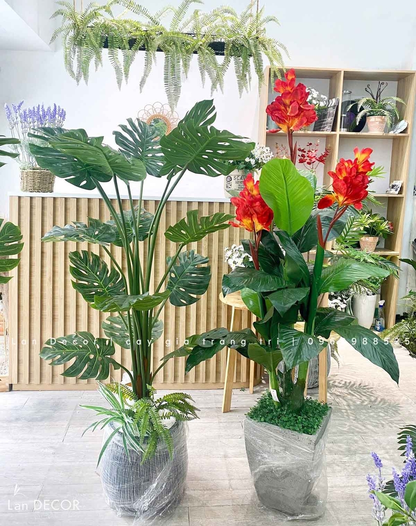 cay-gia-decor