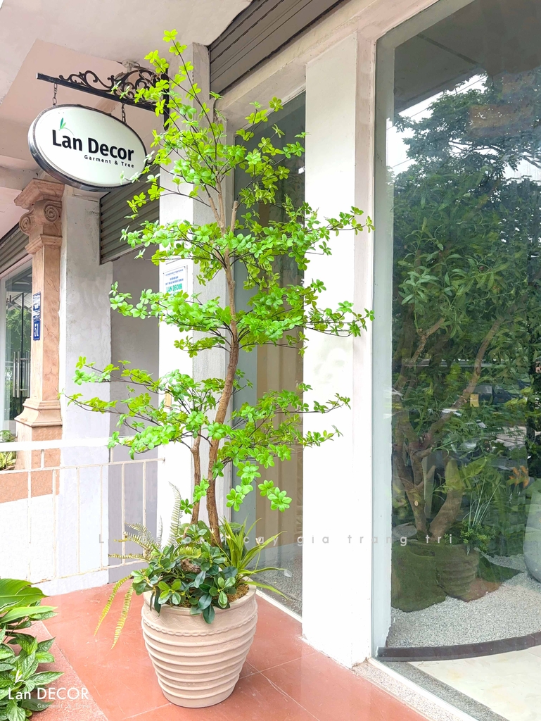 cây thạch nam giả 