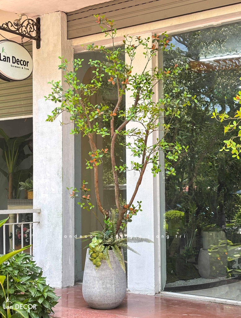 cây lá đỏ giả
