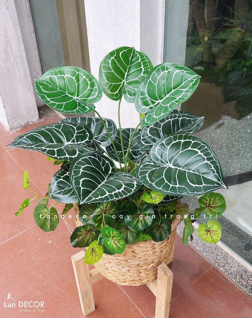 https://shoptrangtri.vn/cay-gia-decor-khong-gian-xanh