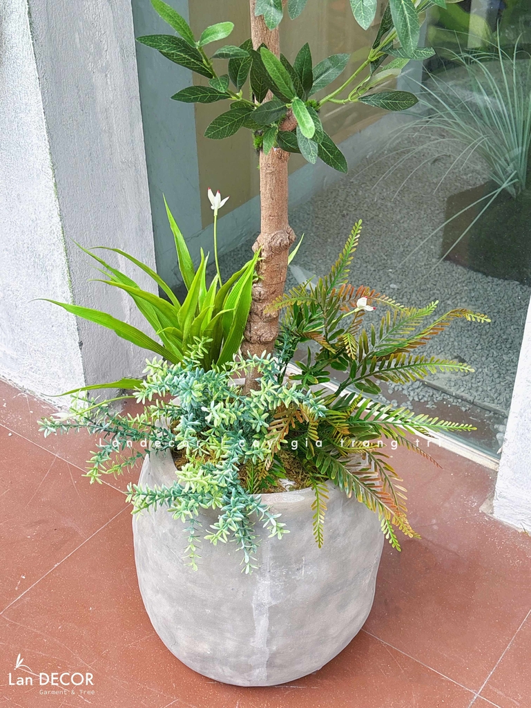 cây oliu giả