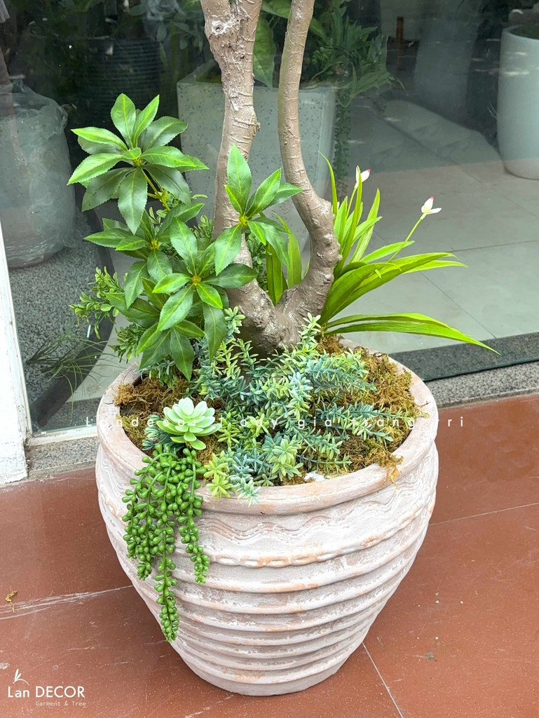 cây linh sơn giả