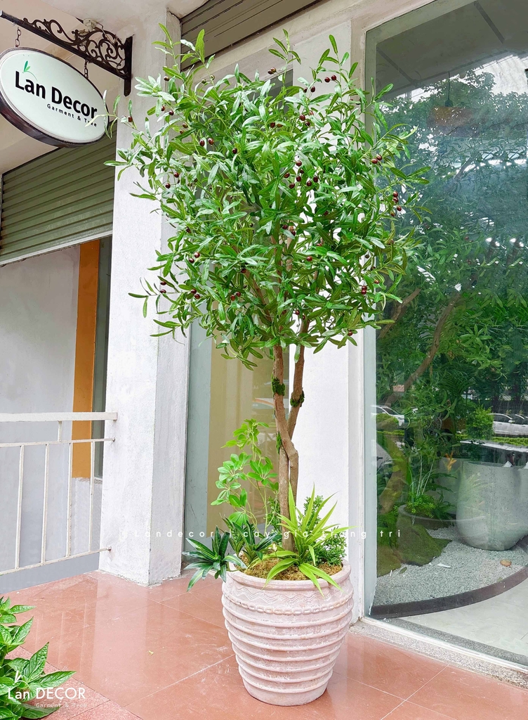 cây olive giả 