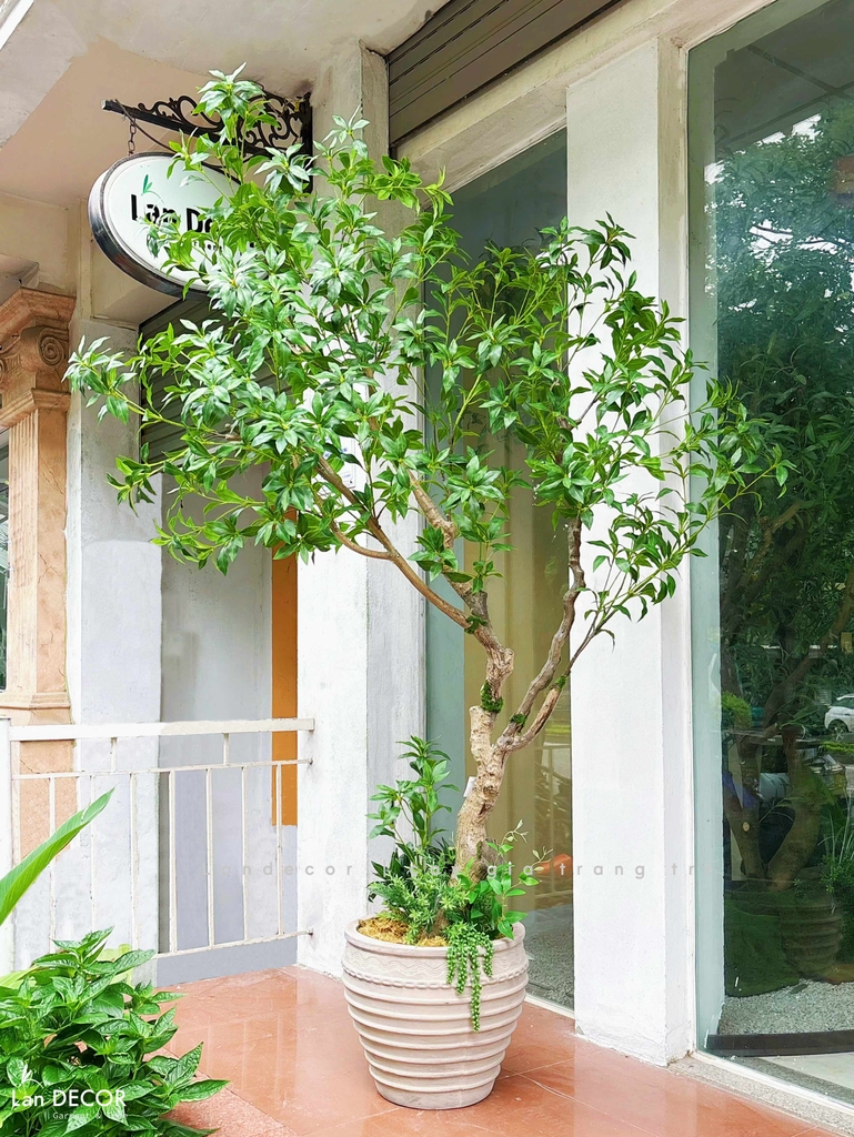 cây linh sơn giả