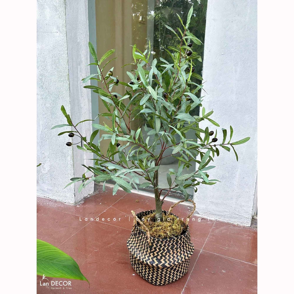 cây oliu giả decor