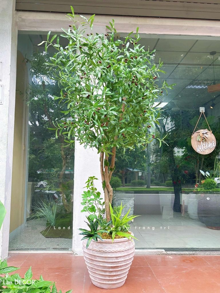 cây olive giả 