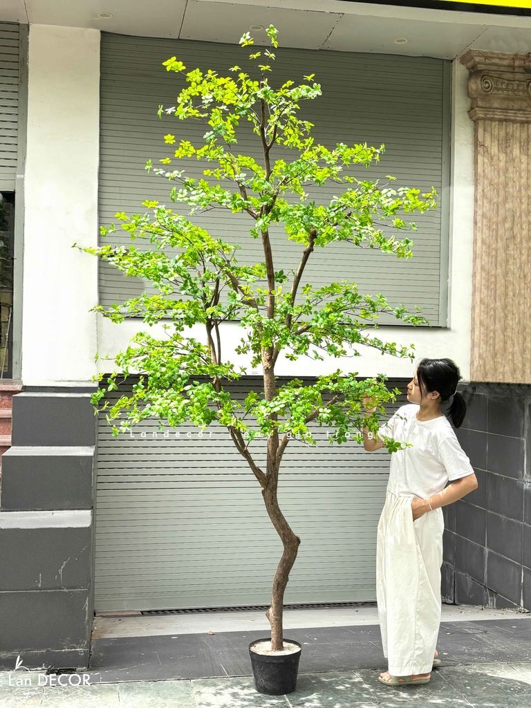 cây thạch nam giả