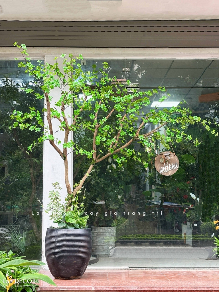 cây thạch nam giả