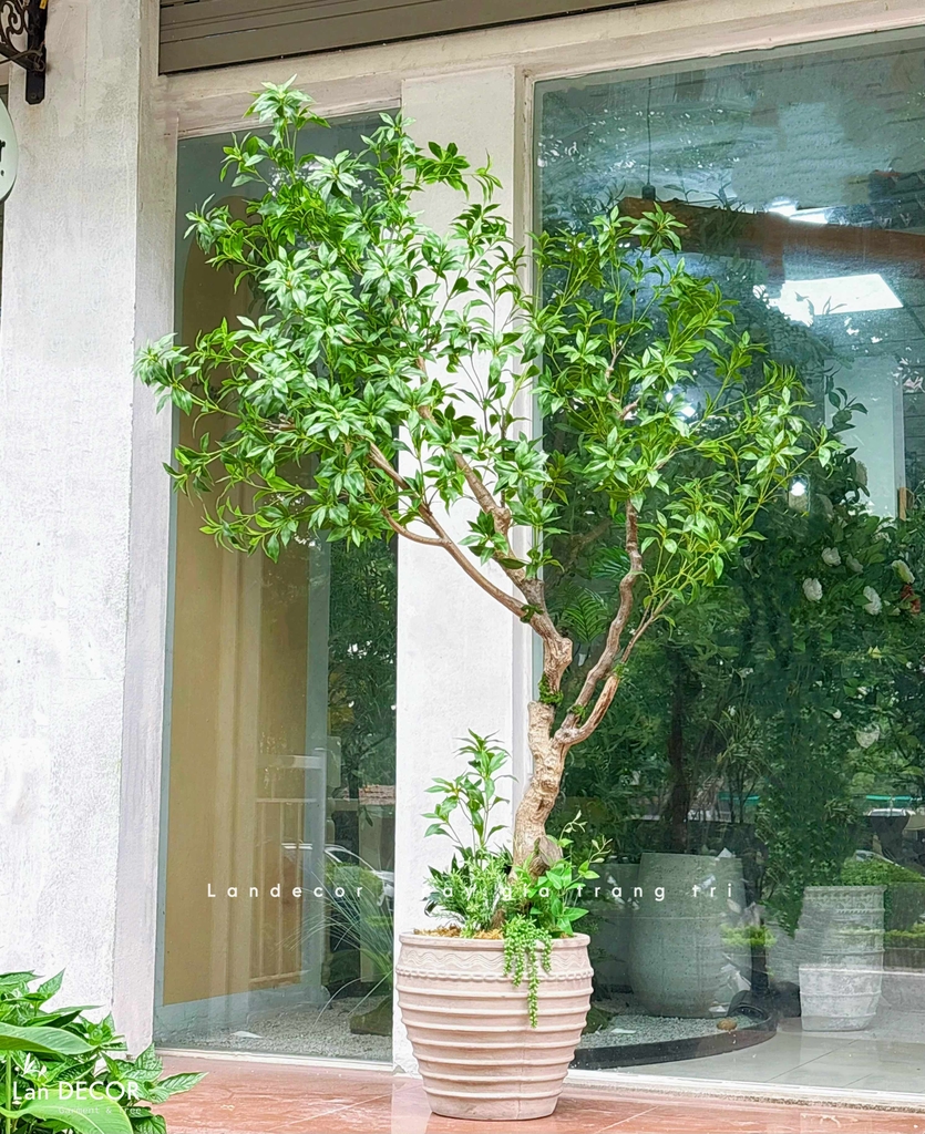 cây linh sơn giả