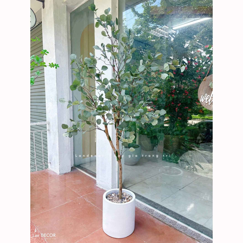 cây bạch đàn giả decor