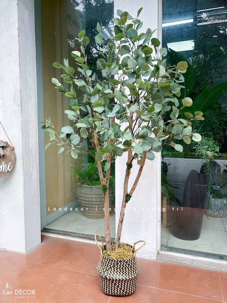 cây bạch đàn giả decor