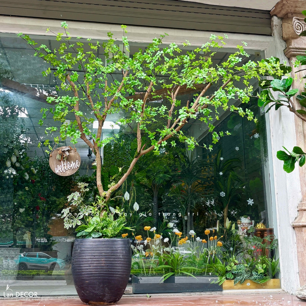 cây thạch nam giả