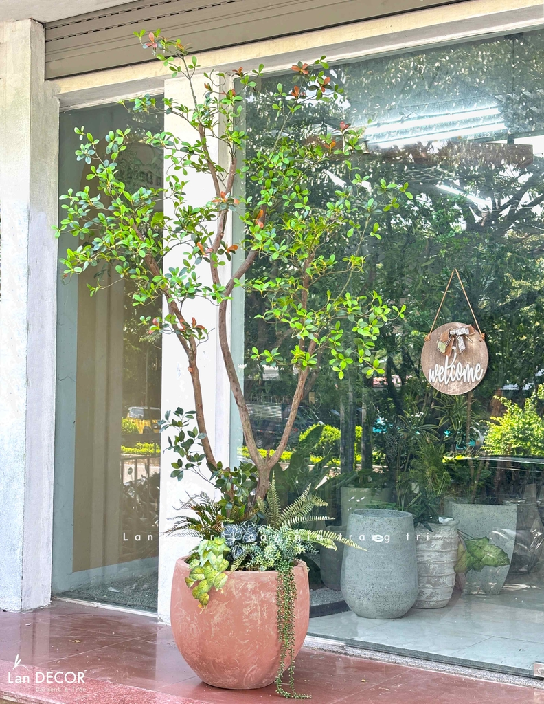 cây lá đỏ giả