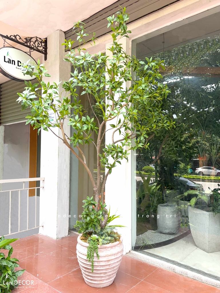 cây linh sơn giả