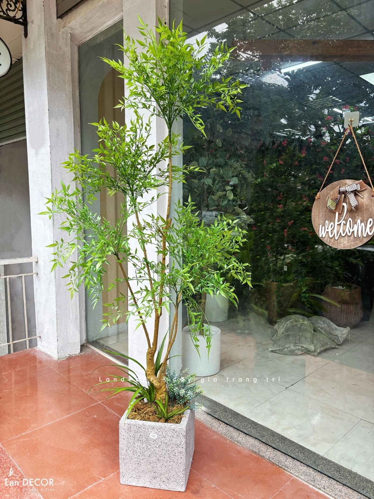 cây nam thiên trúc giả decor